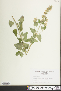 Nepeta cataria image