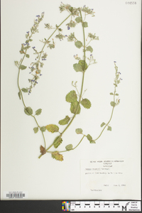 Nepeta mussinii image