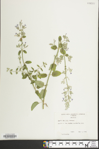 Nepeta mussinii image