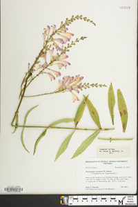 Physostegia virginiana image