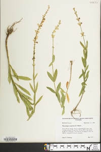 Physostegia virginiana image