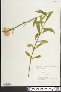 Physostegia virginiana image