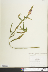 Physostegia virginiana image