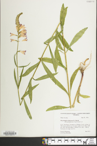 Physostegia virginiana image