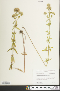 Pycnanthemum flexuosum image