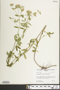 Pycnanthemum flexuosum image