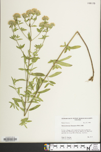 Pycnanthemum flexuosum image