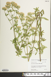 Pycnanthemum flexuosum image