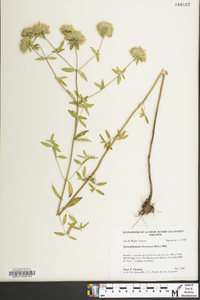 Pycnanthemum flexuosum image