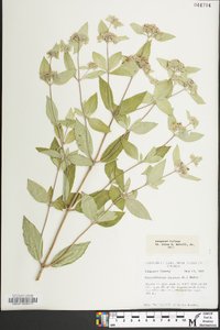 Pycnanthemum incanum image