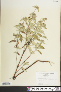 Pycnanthemum incanum image