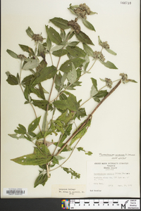 Pycnanthemum incanum image