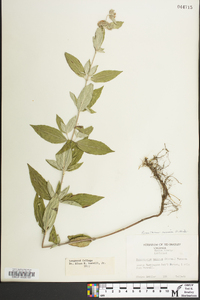 Pycnanthemum incanum image