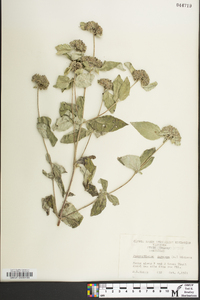 Pycnanthemum incanum image