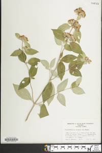 Pycnanthemum incanum image