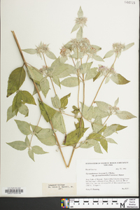 Pycnanthemum incanum image