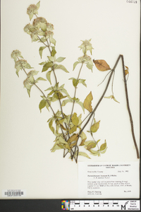 Pycnanthemum incanum image