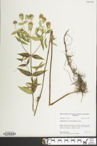 Pycnanthemum muticum image