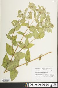 Pycnanthemum muticum image