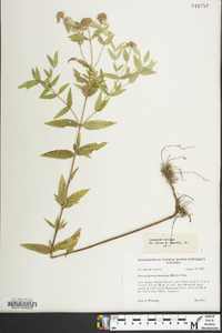 Pycnanthemum muticum image