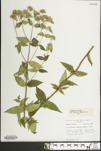 Pycnanthemum muticum image