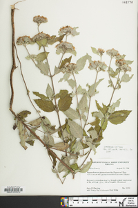 Pycnanthemum pycnanthemoides image