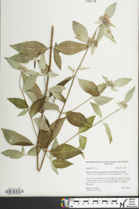 Pycnanthemum pycnanthemoides image