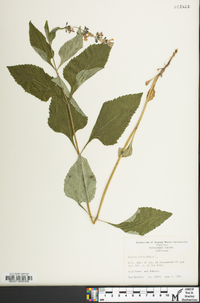 Salvia urticifolia image