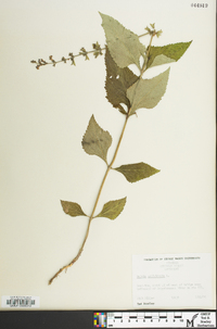 Salvia urticifolia image