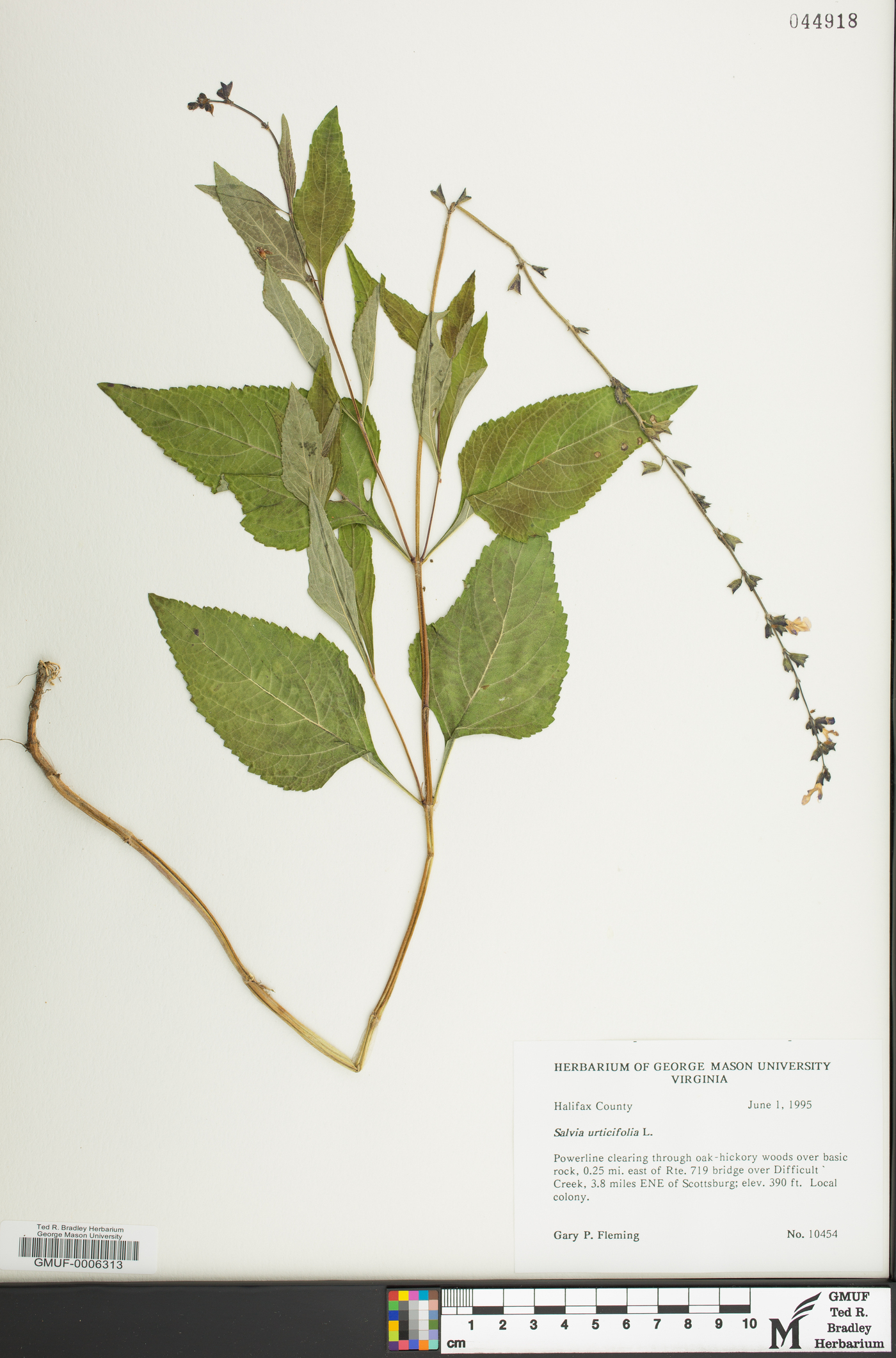 Salvia urticifolia image