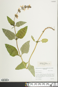 Salvia urticifolia image