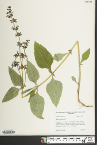 Salvia urticifolia image