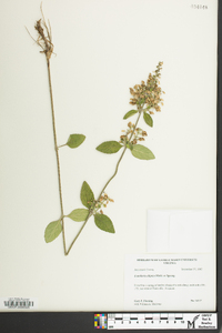 Scutellaria elliptica image