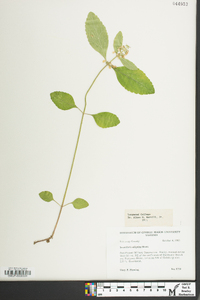 Scutellaria elliptica image