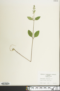 Scutellaria elliptica image