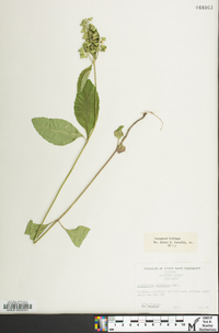 Scutellaria elliptica image