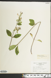 Scutellaria elliptica image