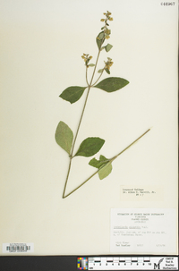 Scutellaria elliptica image