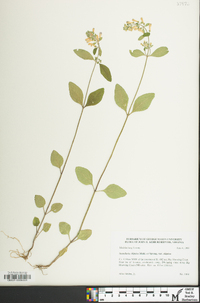 Scutellaria elliptica image