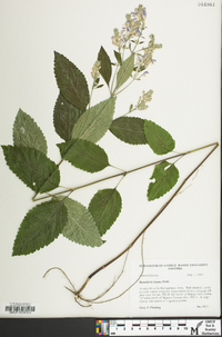 Scutellaria incana image