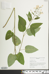 Scutellaria incana image