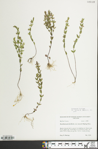 Scutellaria parvula var. leonardii image