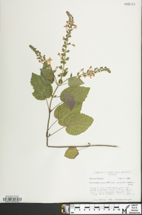 Scutellaria ovata image