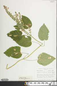 Scutellaria ovata image