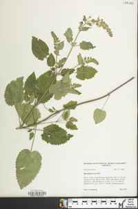 Scutellaria ovata image