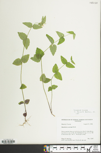 Scutellaria nervosa image