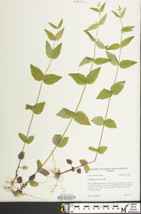 Scutellaria nervosa image