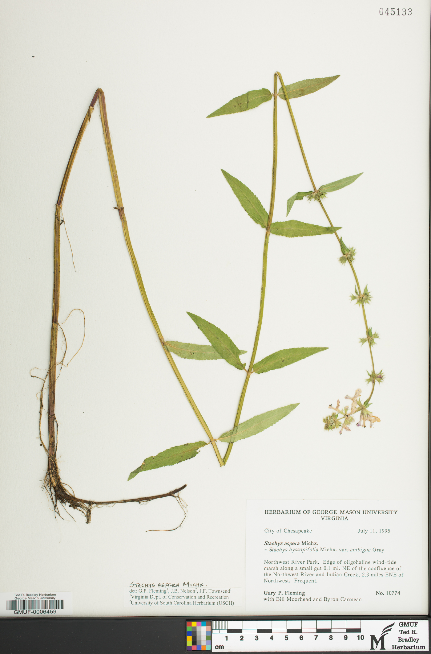 Stachys aspera image