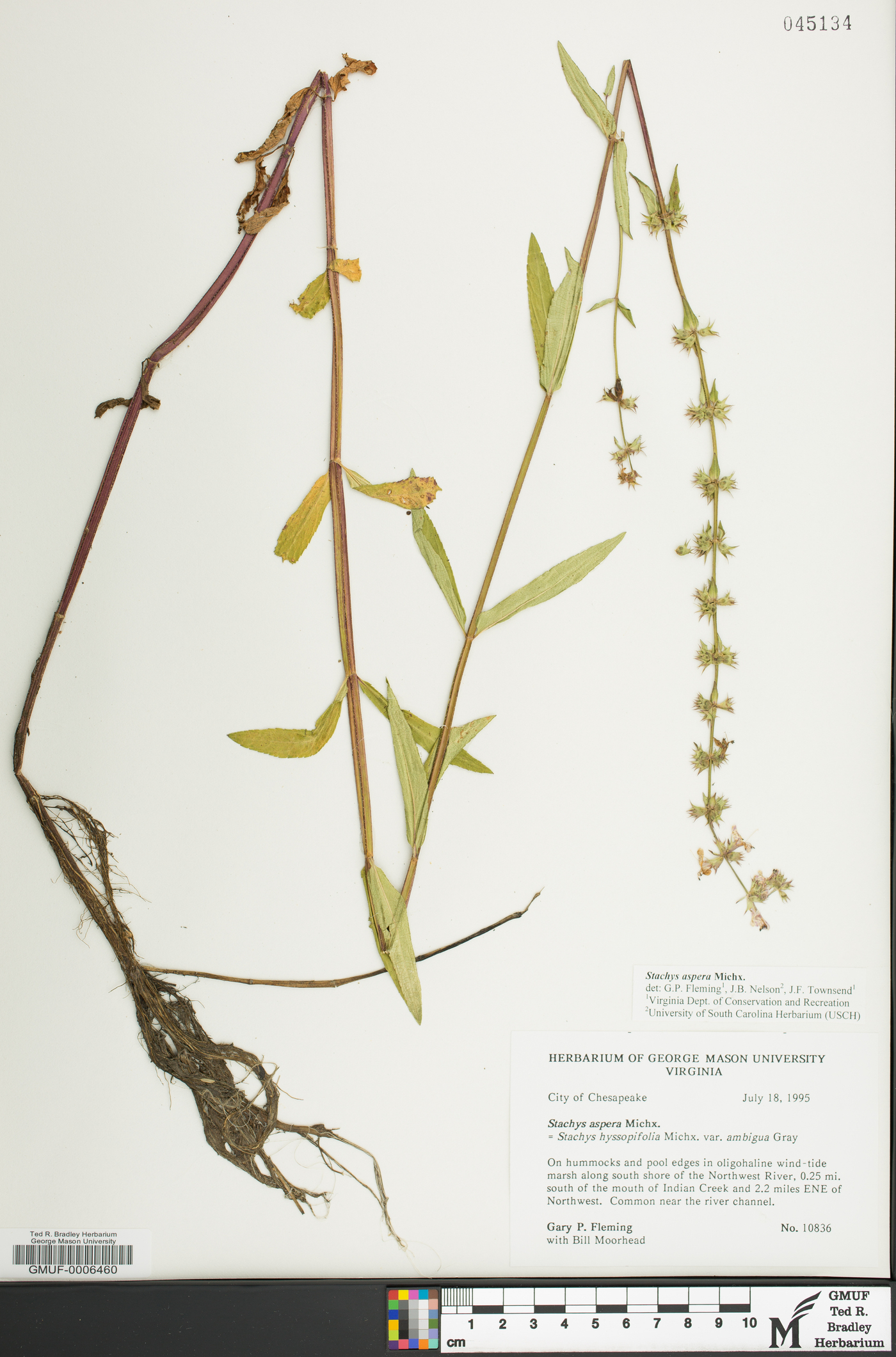 Stachys aspera image