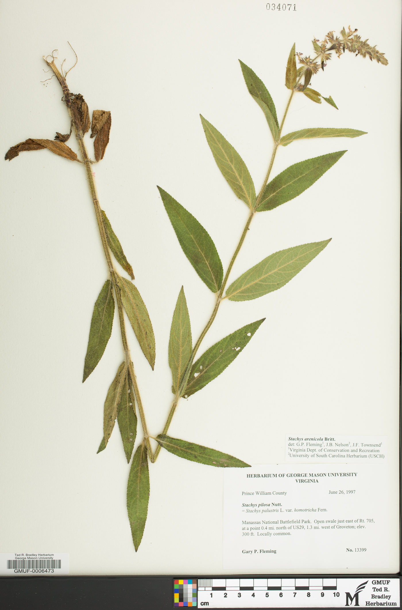 Stachys arenicola image